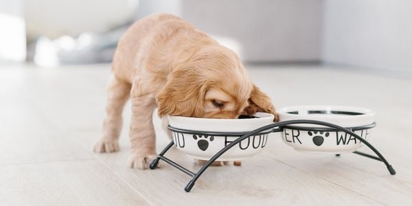 What You Need to Know About Grain Free Dog Food Preventive Vet